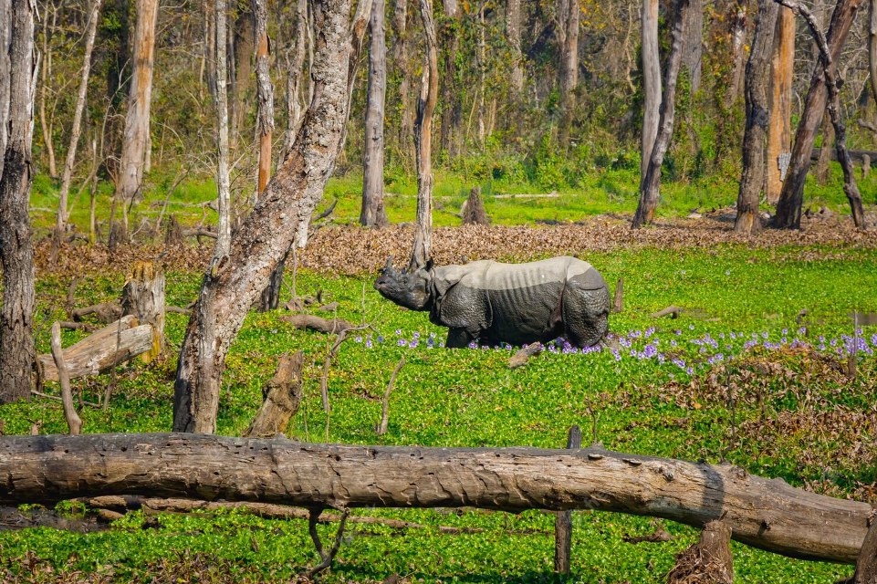 Chitwan National Park